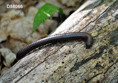Narceus americanus-annularis complex